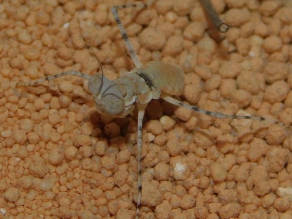 Eremiaphila von vorn