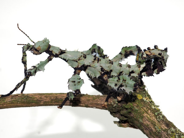 Extatosoma tiaratum lichen